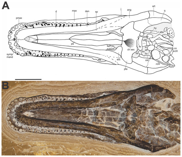 Specimen skull Susisuchus anatoceps (FPH-243-V) ventral view exhibit the secondary palate.