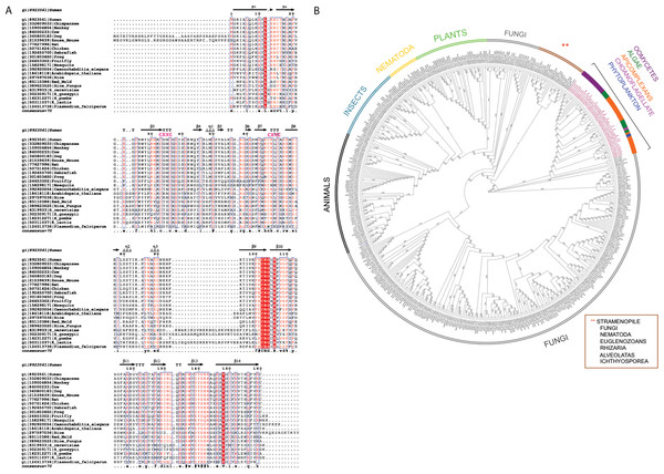 Multiple sequence alignment and phylogenetic analysis of DUF866 proteins.