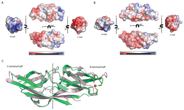 Structure comparison of human C1ORF123 and Plasmodium falciparum homologue.