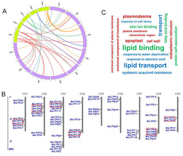 Circos diagram of syntenic nsLTP genes in A. thaliana and cabbage (A); genomic localization of the BoLTP genes in the chromosomes of cabbage (B); gene ontology categories of BoLTPs (C).