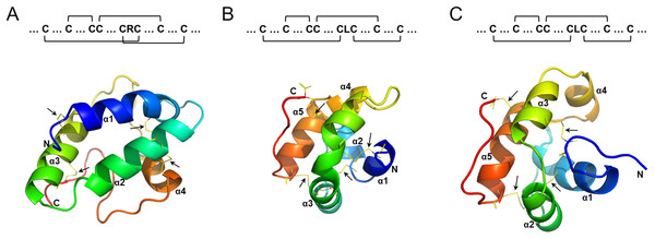 Schematic representation of the structure and cystein pairing pattern of BoLTP1.5 (A), BoLTP2.1 (B) and BoLTPd15 (C).