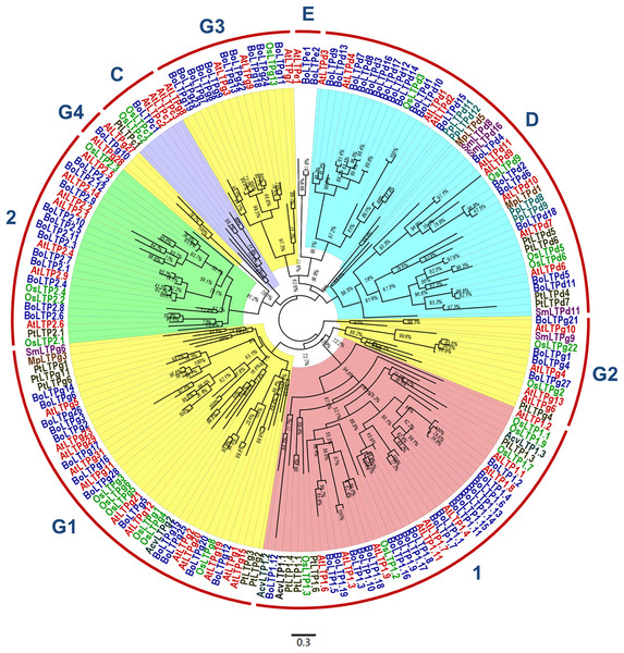 Phylogenetic tree of the predicted cabbage nsLTP genes and the representative members of nsLTP gene family.