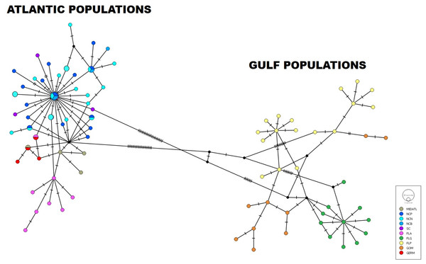 Haplotype network of Atlantic and Gulf of Mexico populations.