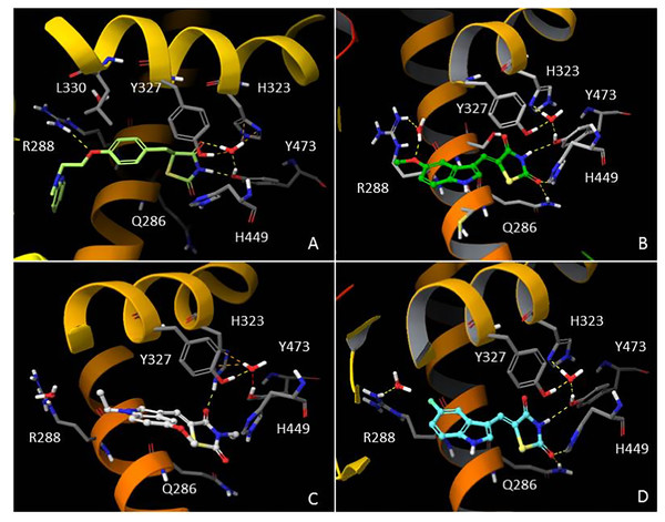 In silico Induced Fit Docking of TZD compounds into the PPARγ binding pocket.