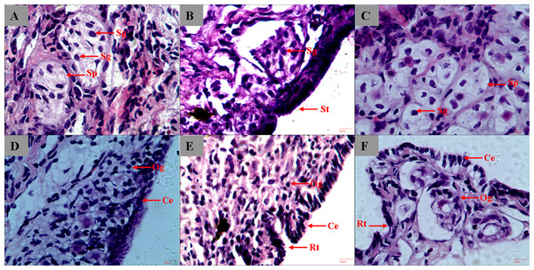 Histological section of A. dabryanus testis (A–C) and ovaries (D–F) at different developmental stages.