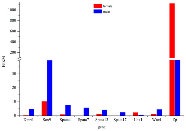 Expression profile of some major genes related to sex-differentiation or sexual development.