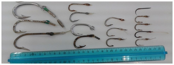 Different size of J-hooks found in different tract of the digestive system.