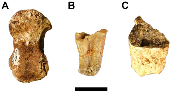 Fossil Primates from Gondolin GD A.