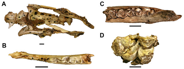 Fossil Oreotragini, Reduncini, and Tragelaphini from Gondolin GD A.