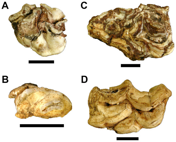 Fossil Giraffidae, Suidae, and Equidae from Gondolin GDA.