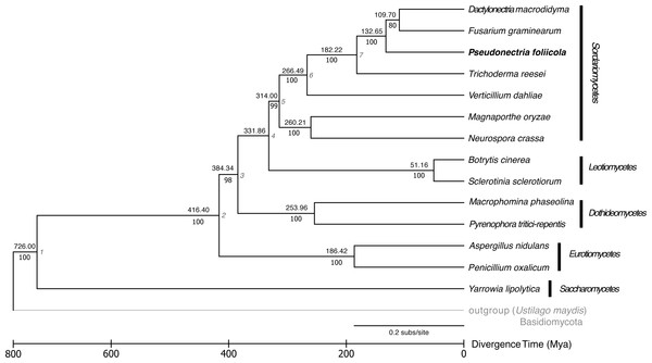Reconstruction of the phylogenetic relationships and divergence times of Pseudonectria foliicola relative to other fungal species.