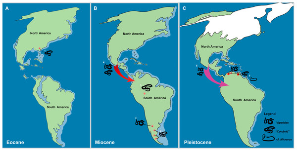 The historical biogeography of Colubroides (sensu Zaher et al., 2009) throughout the American continent during the Eocene to Pleistocene, based on the fossil record. (A) representative maps of Eocene; (B) Miocene; and (C) Pleistocene of America.