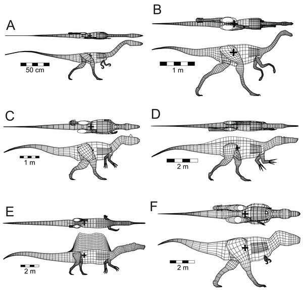 Dorsal and lateral views of the theropod models used for flotation tests.