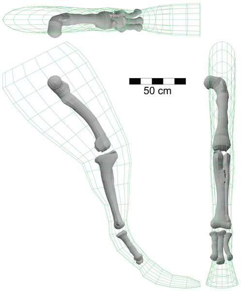 Isometric views of hindlimb model of A. fragilis using the right limb from Fig. 1C and three-dimensional models of the large limb bones based on illustrations in Madsen (1976).