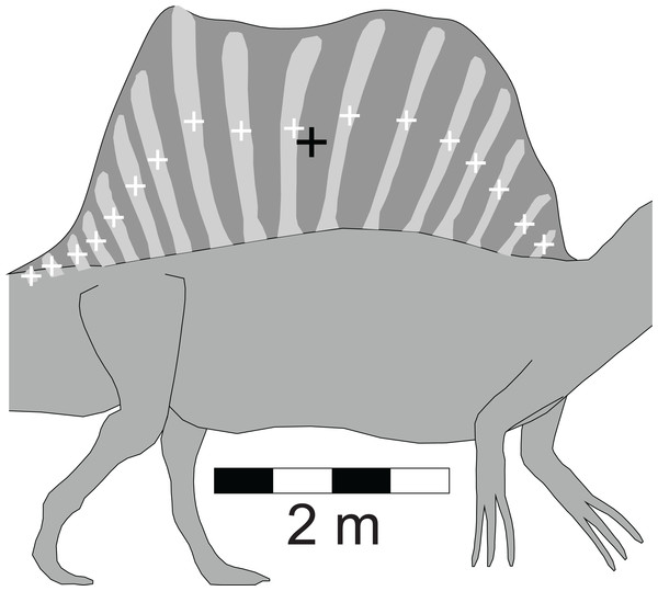Detailed view of the Spinosaurus ‘sail’ and its associated neural spines (after Ibrahim et al. (2014)).