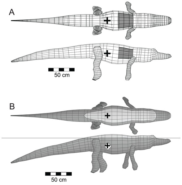 Three-dimensional alligator (Alligator mississippiensis) model as a validation of the methods.