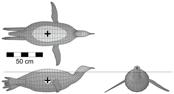 Dorsal, lateral and anterior views of the floating model of the emperor penguin (Aptenodytes forsteri).