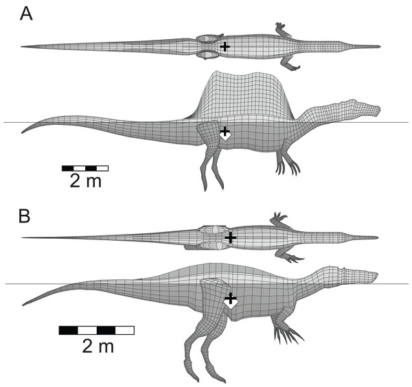 Floating spinosaurids in lateral and dorsal views.