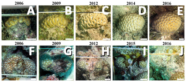 Sequential images from individual colonies in the inshore (PLES: A–E) and offshore (PAB, F–J) reefs.