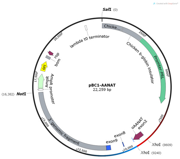The structure of pBC1-AANAT plasmid.