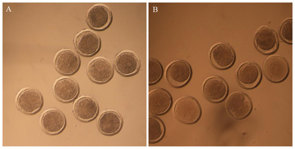 Pictures of embryos before and after vitrification.