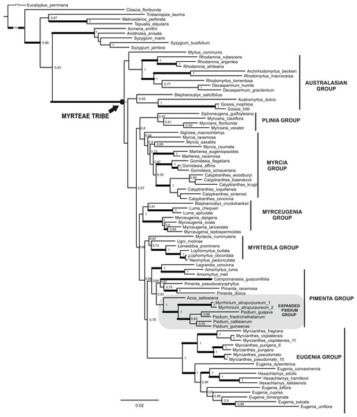 Maximum Clade Credibility Tree (from 45,000 trees) of the combined dataset (matK, psbA-trnH, ITS/5.8 s and ETS) obtained by Bayesian Inference.