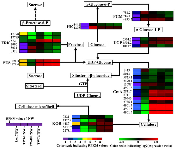 Expression patterns of DEGs involved in the cellulose biosynthesis pathway.