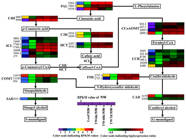 Expression patterns of DEGs related to the monolignol biosynthesis pathway.