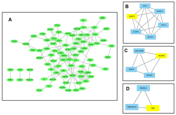 The protein–protein interaction (PPI) network analysis of the 326 overlapped DEGs.