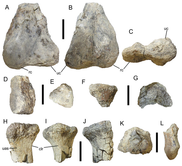 Appendicular elements of UMNH VP 28350, referred specimen of I. zephyri.
