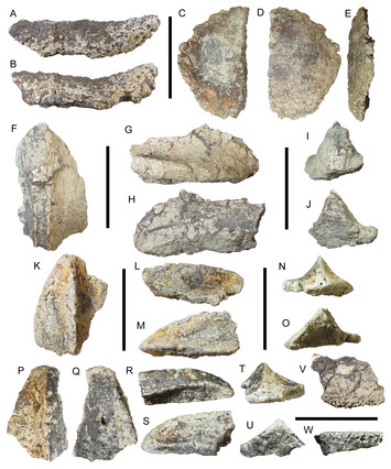 A new nodosaurid ankylosaur (Dinosauria: Thyreophora) from the Upper ...