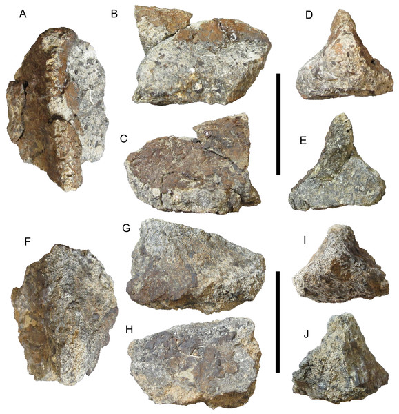 Thoracic osteoderms of UMNH VP 28351, referred specimen of I. zephyri.