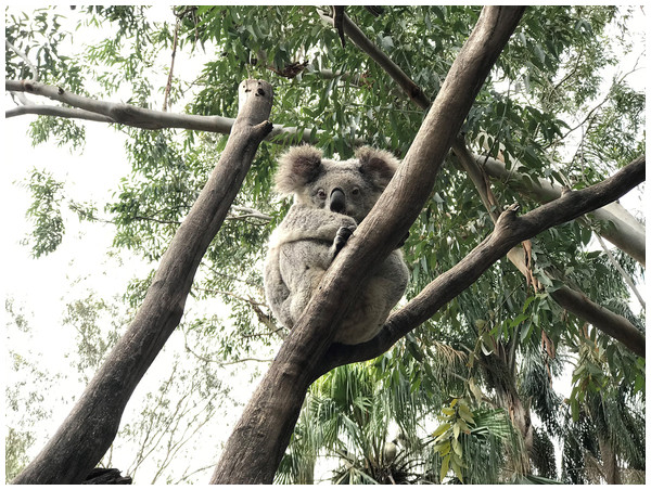 The koala (Phascolarctos cinereus): an arboreal folivorous marsupial.