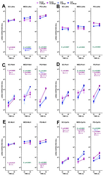 Expression of genes related with the metabolism of glucose, lipogenesis and 3C handling in adipocytes of male and female adult rats incubated in the presence of 7 mM or 14 mM glucose (II).