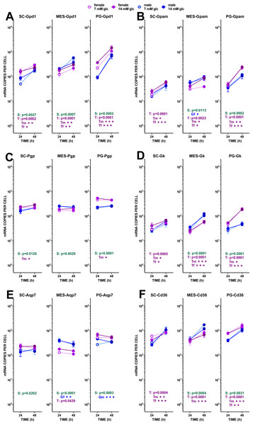 Expression of genes related with the metabolism of glucose, lipogenesis and 3C handling in adipocytes of male and female adult rats incubated in the presence of 7 mM or 14 mM glucose (III).
