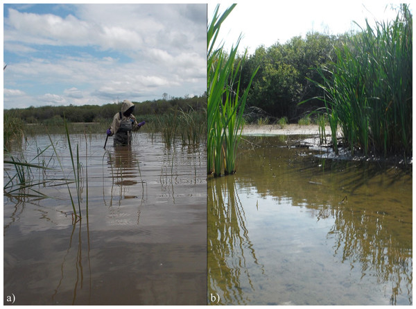 (A) Flooding in PAD 4 (Mamawi Creek Pond) in June 2014 due to an ice jam on the Peace River, and (B) subsequent drying of PAD 4 by August 2014.