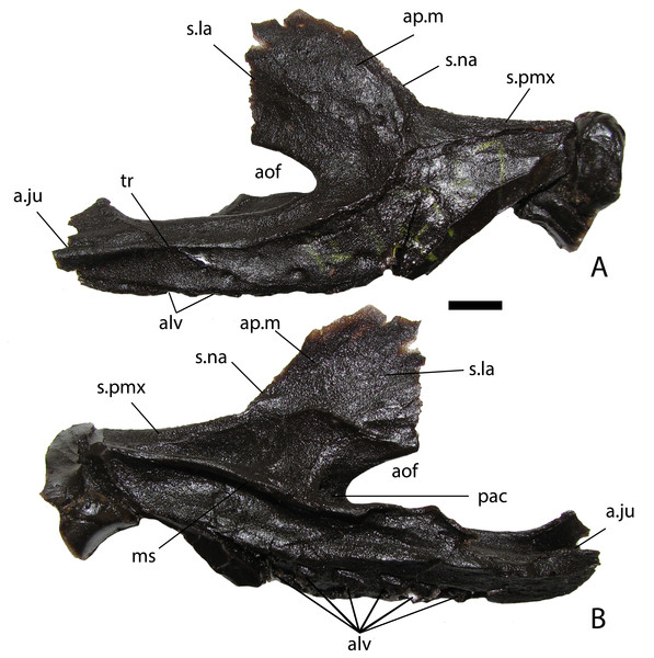 NHMUK PV R 4787, cast of a right maxilla of Stagonolepis robertsoni.