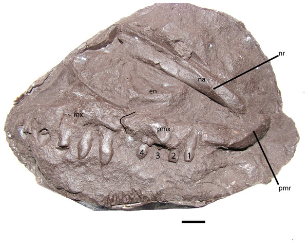 NHMUK PV R 8586, skull of Stagonolepis robertsoni.