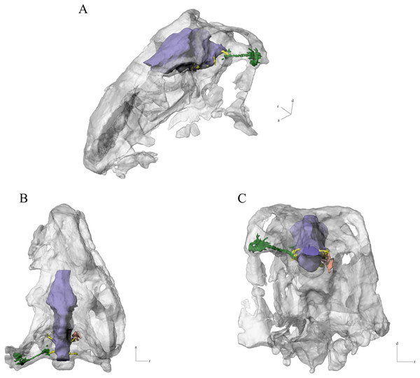 Endocast (blue), right inner ear (orange), and middle ear sinus system (green) of N. engaeus in the skull of the specimen PVL 5698.