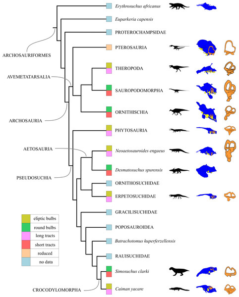 Endocranial anatomy of several archosauriform taxa and their phylogenetic relationship (phylogeny modified from Ezcurra et al., 2017).