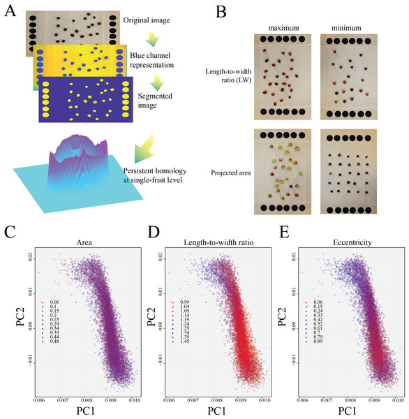 Image processing and persistent homology cranberry fruit characterization.