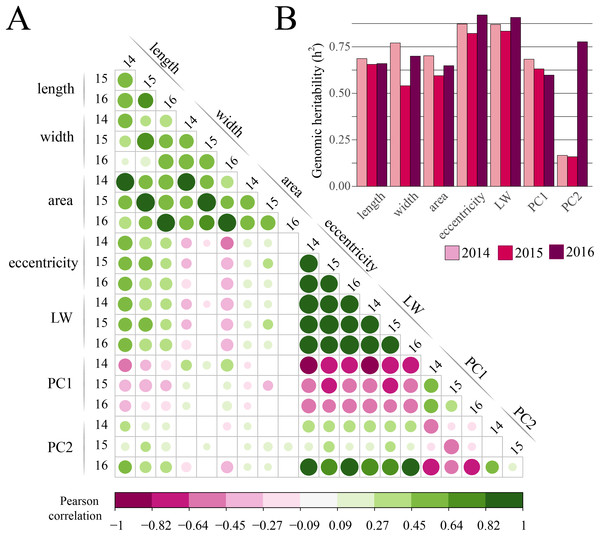 Correlation among cranberry traits and heritability estimates.