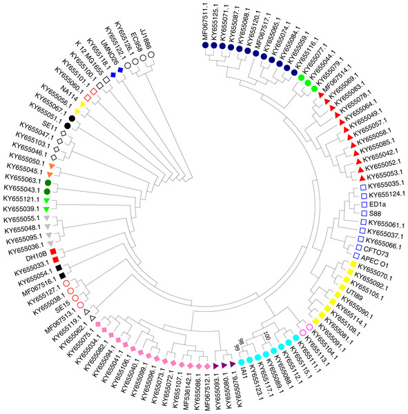 Phylogenetic tree of ExPEC blood culture isolates based on 16S rRNA analysis.