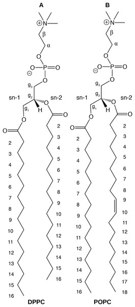 Chemical structure of (A) DPPC and (B) POPC, the two lipids modeled in this study.