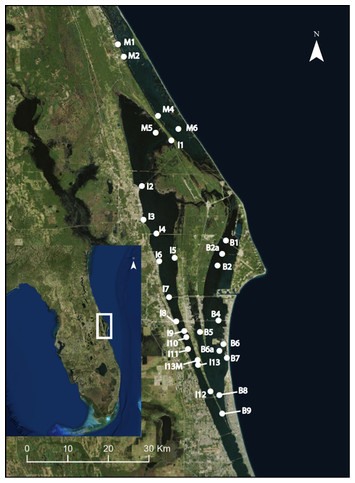 Spatial and temporal shifts in the diet of the barnacle Amphibalanus ...