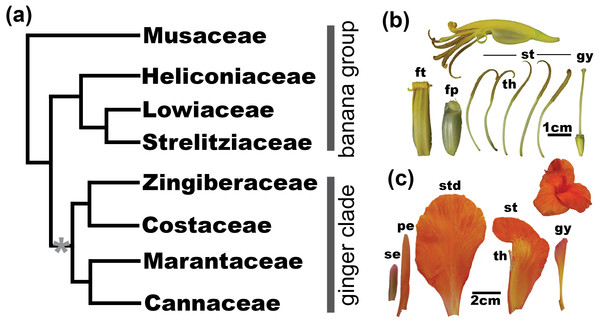 Evolution of floral morphology in the Zingiberales.