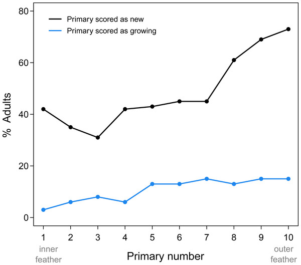 Summary of new and growing primaries from 76 adult Limpkins.