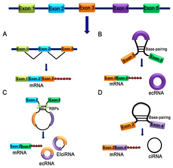 A comprehensive review of circRNA: from purification and identification ...