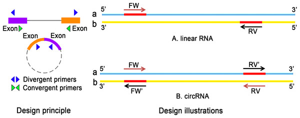 The difference between linear RNA and circRNA primer design.