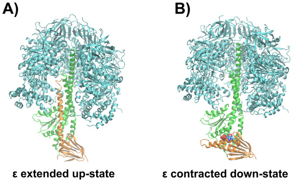 Structural basis of ATPase inhibition and non-inhibition by subunit ε.
